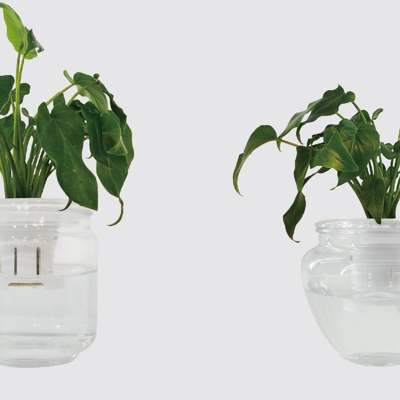 │ 玻璃系列 │ 小天使蔓綠絨 - 廚浴植物 水耕盆栽 空氣淨化 - 盆栽/植栽 - 植物．花 