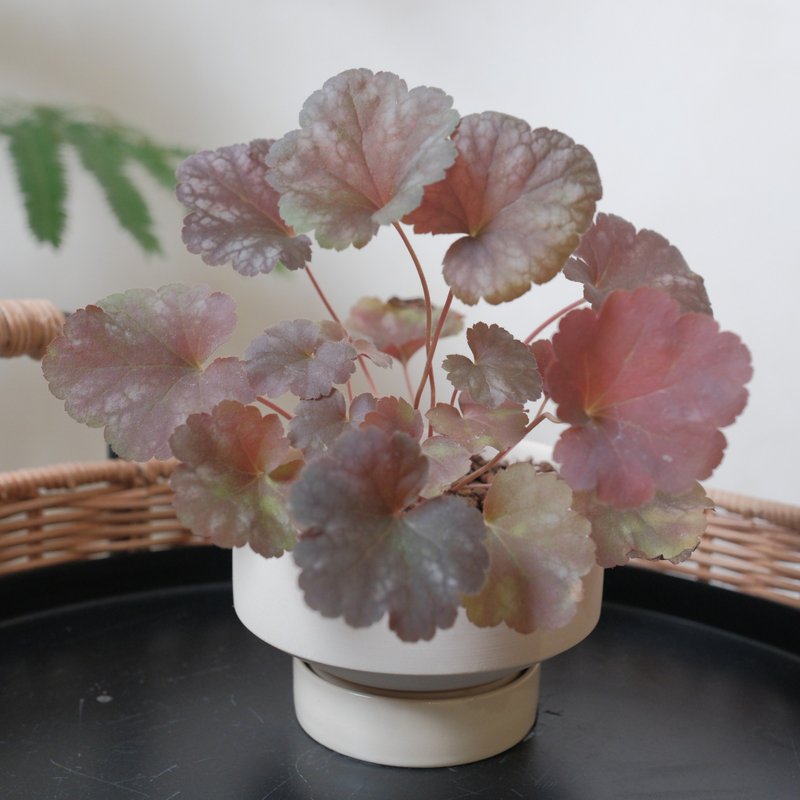 珊瑚鐘 - 盆栽/植栽 - 植物．花 