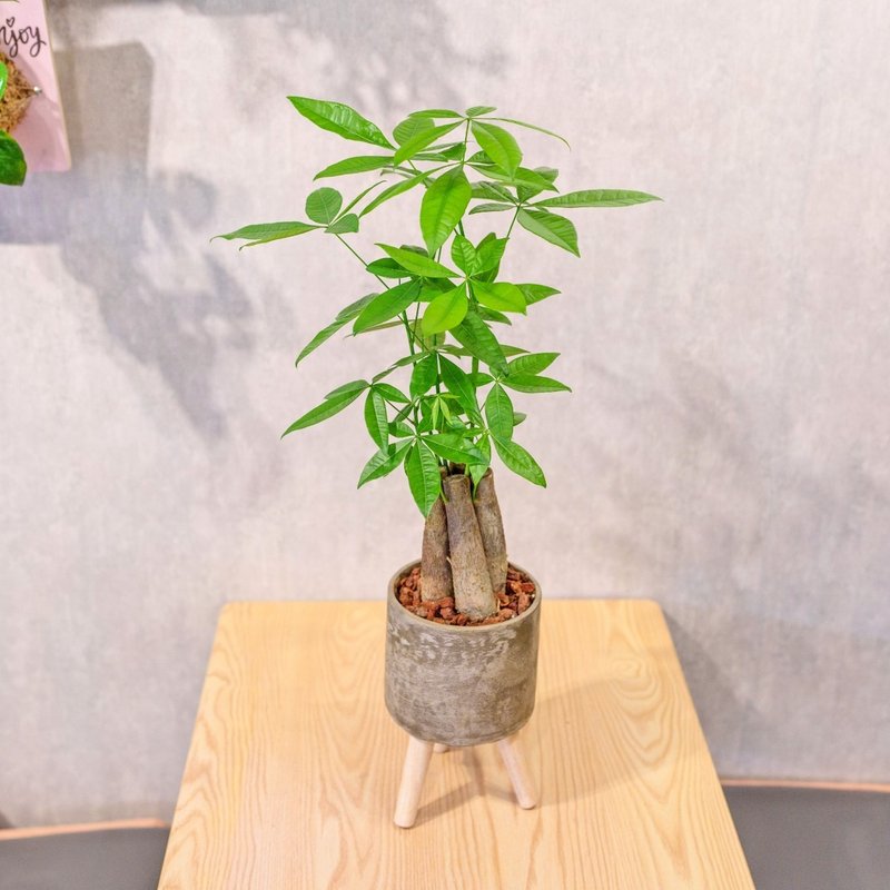 Malabar chestnut planting fortune tree indoor shade-tolerant plant fortune tree small high wooden feet Cement potted plant - ตกแต่งต้นไม้ - พืช/ดอกไม้ 