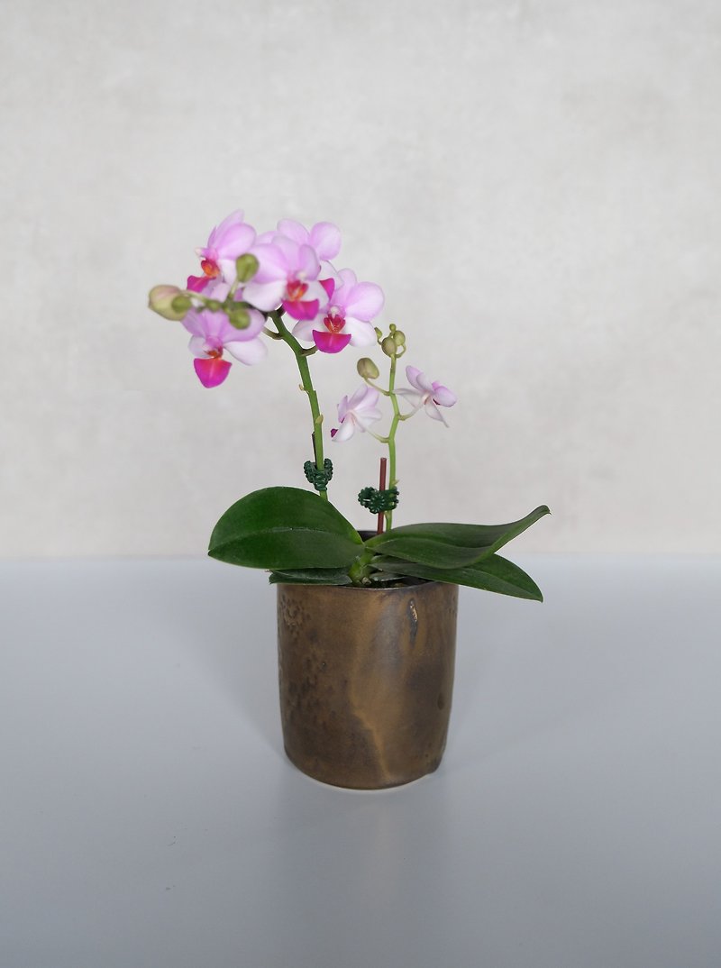 小さな蘭の花瓶 - 花瓶・植木鉢 - 陶器 ブラウン