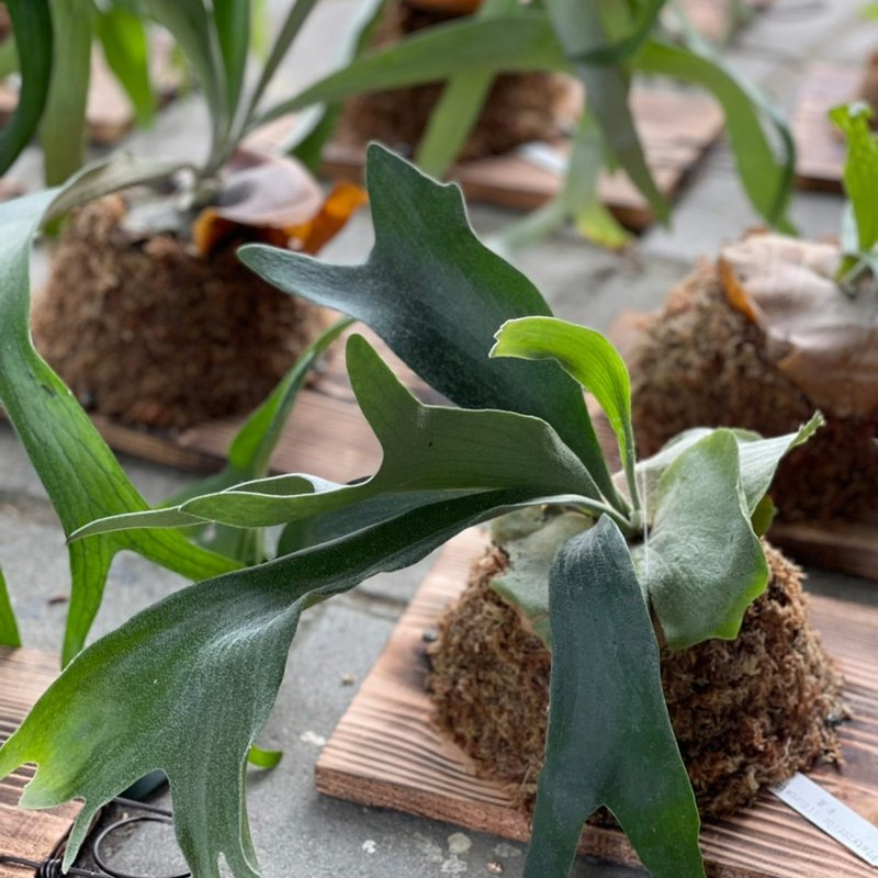 自然系植栽*PD74/鹿角蕨/鹿角蕨上板/森林系壁植/畢業季/新居落成 - 植栽/盆栽 - 植物．花 