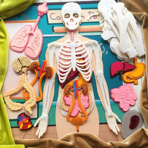 Happy Toy House Human anatomy felt set for kids