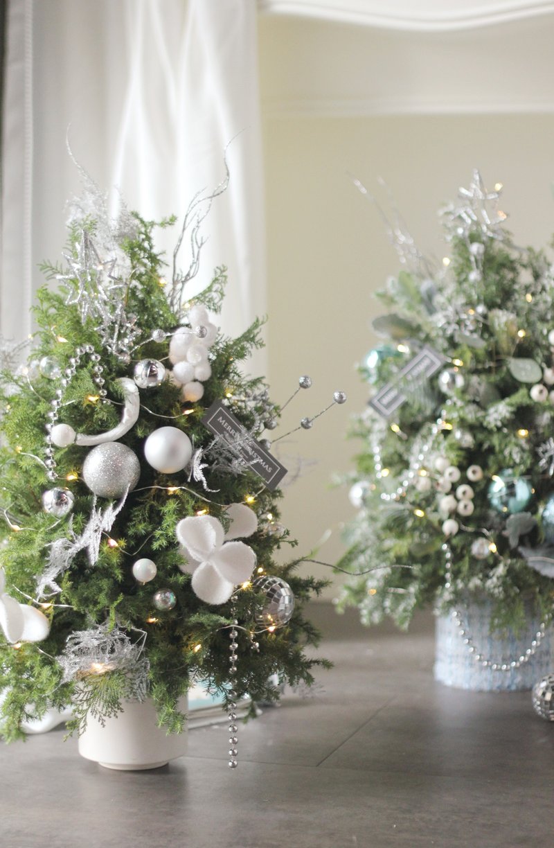 奶霜白與斜紋軟呢藍 【新鮮聖誕樹 】諾貝松與雪松聖誕樹 - 盆栽/植栽 - 植物．花 多色