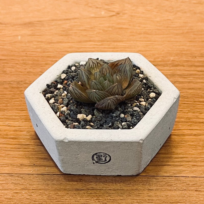 【野草不野-限時販售】玉露 / 大扁六邊盆 - 盆栽/植栽 - 植物．花 綠色