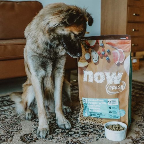 SofyDOG 寵物精品 【狗主食】now 鮮肉無穀 大型幼犬天然糧 狗飼料 豐富DHA和EPA