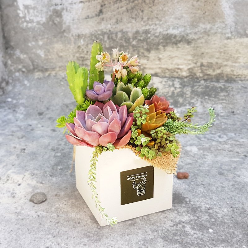 鄉村風木盒 多肉組盆 (中) Rustic wooden box ( M ) - 植物/盆栽/盆景 - 木頭 白色