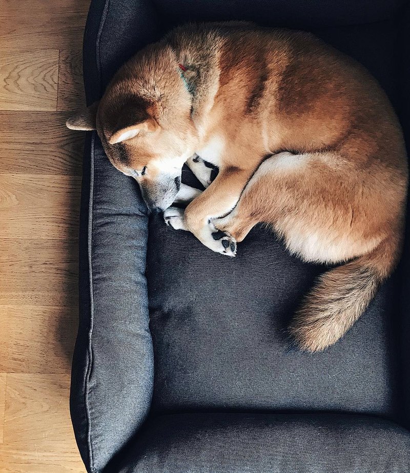 Dog bed Gray for middle dog L Size 90x60 cm - 寵物床 - 其他材質 灰色