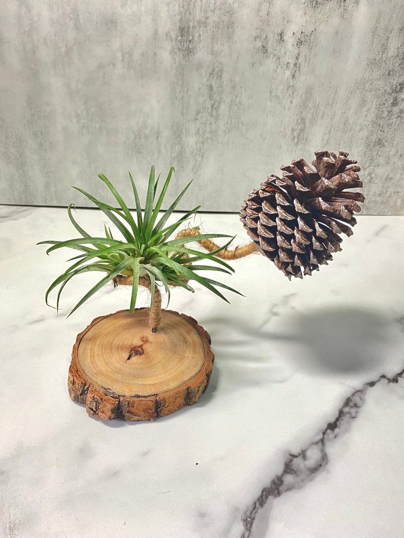 【香樟與松果】逗點 | 空氣鳳梨。空氣鐵蘭 - 盆栽/植栽 - 木頭 咖啡色