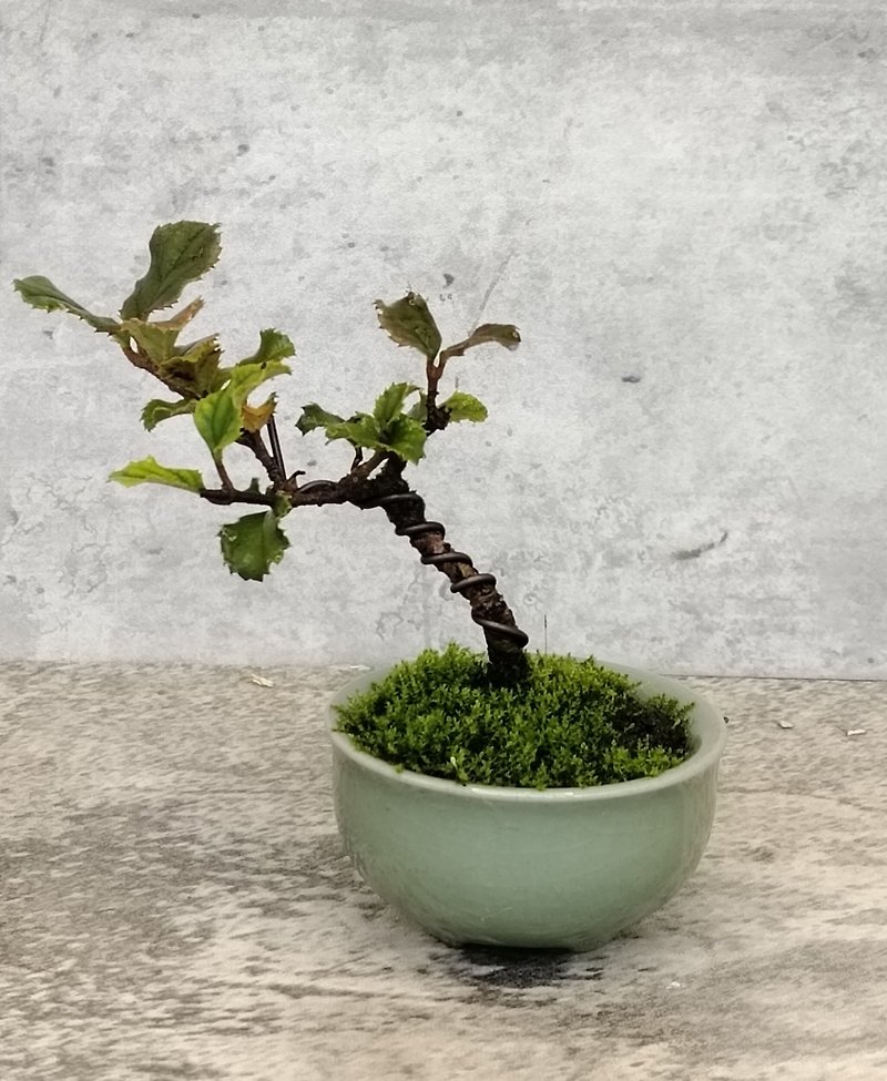 Mini Potted Plant-Ice Cracking Pot Pod Fan - ตกแต่งต้นไม้ - พืช/ดอกไม้ 