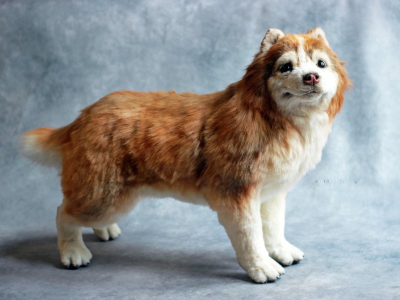 Realistic collectable toy. Akita inu Hurry. Pet replica. - ตุ๊กตา - วัสดุอีโค สีทอง