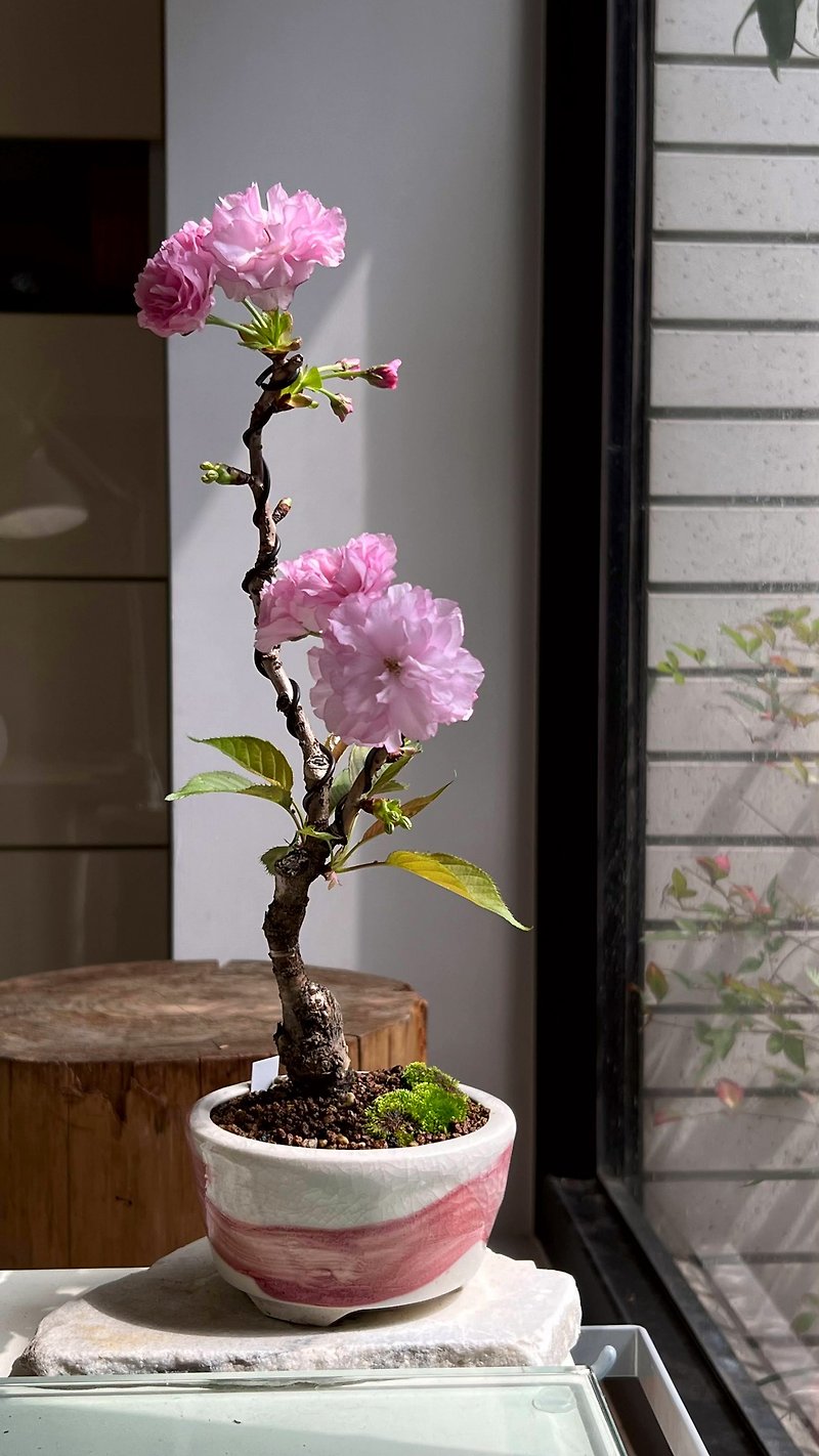日本の関山桜 カンザン∣中級鉢植え - 観葉植物 - 陶器 