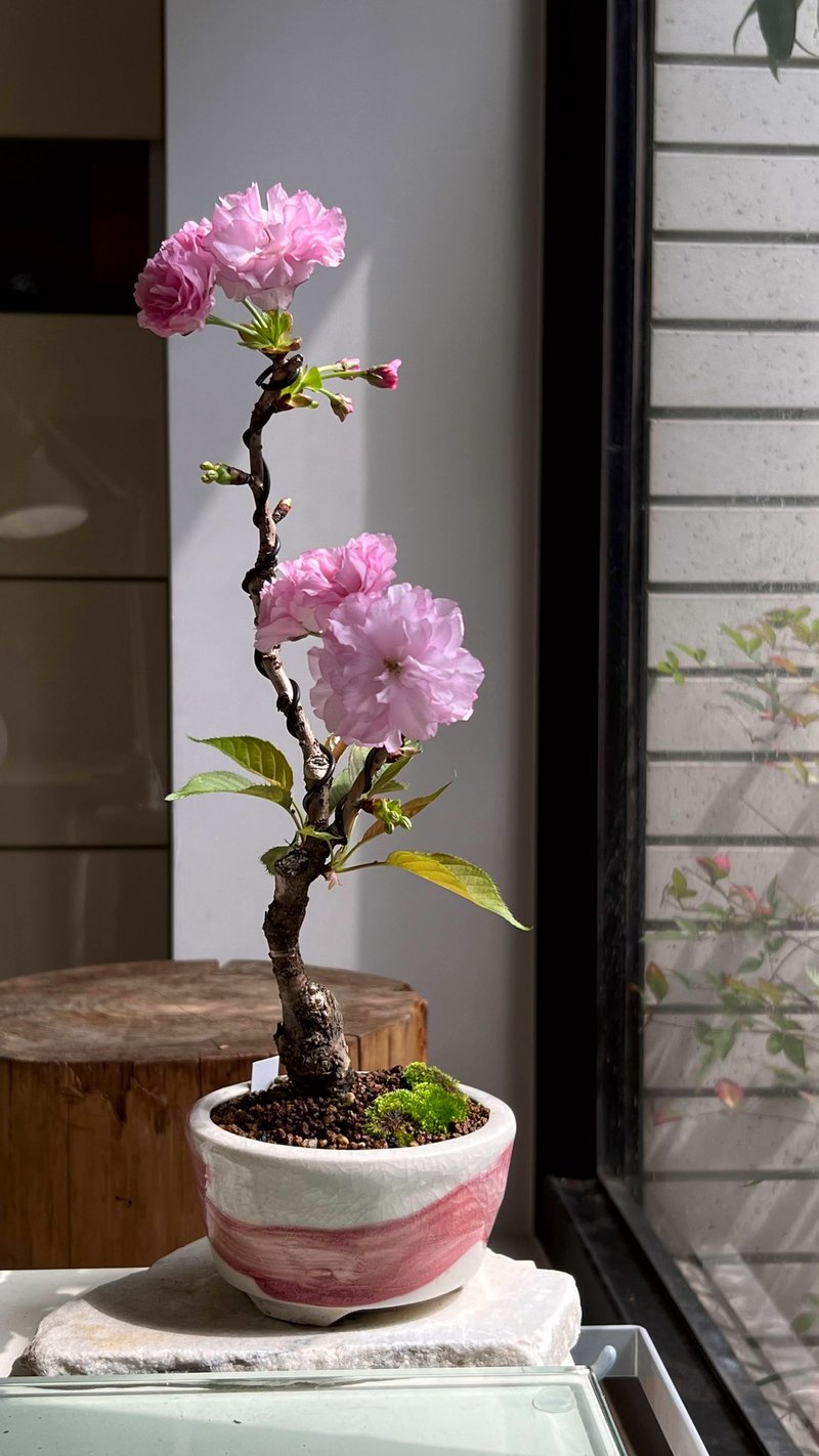 日本關山櫻カンザン∣中品盆栽 - 盆栽/植栽 - 陶 
