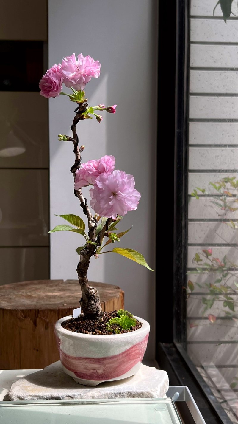 日本關山櫻カンザン∣中品盆栽 - 植物/盆栽/盆景 - 陶 