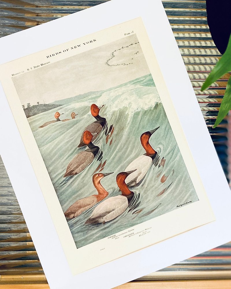 1914 鳥類図鑑 - ニューヨークの鳥のカラー リトグラフ - アメリカホシチョウ - ルイ フェルテス - ポスター・絵 - 紙 レッド