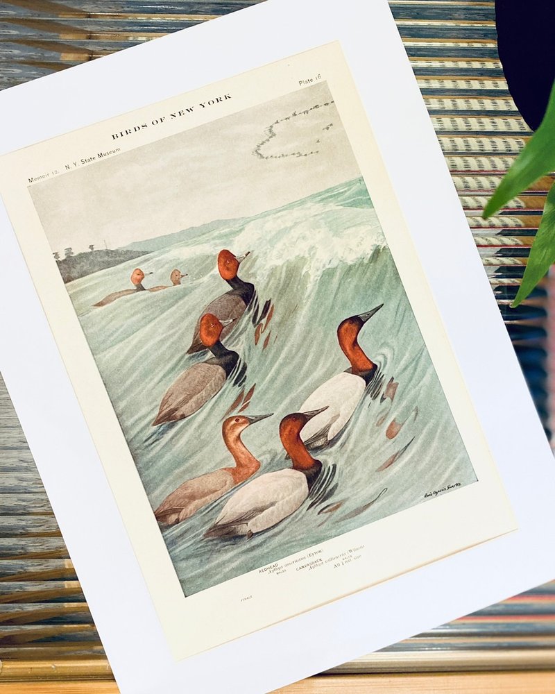 1914 Illustrated Ornithology - Color Lithograph of Birds of New York - American Pochard - Louis Fuertes - โปสเตอร์ - กระดาษ สีแดง