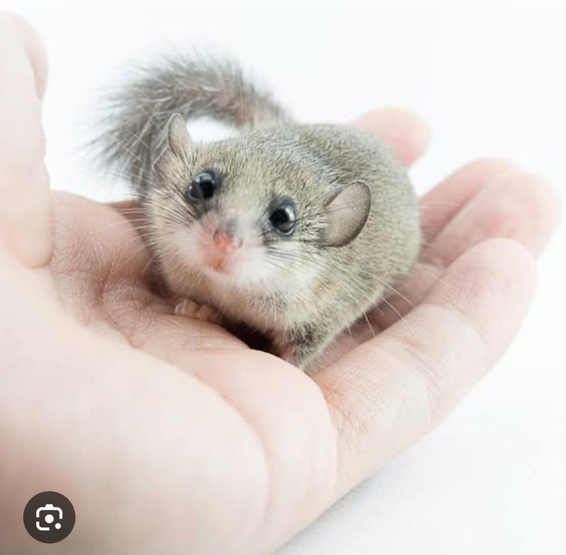 咕布的12 cm玻璃罩塑料花擺設 - 乾燥花/永生花 - 其他材質 