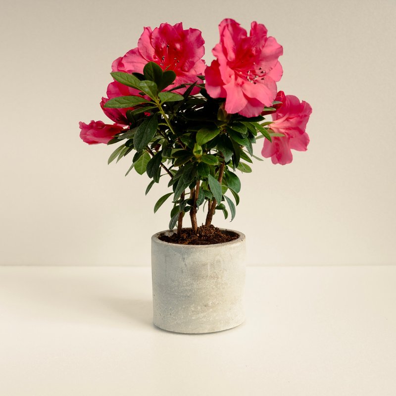 玫瑰杜鵑│泥作系列│福所栽 - 植栽/盆栽 - 水泥 紅色