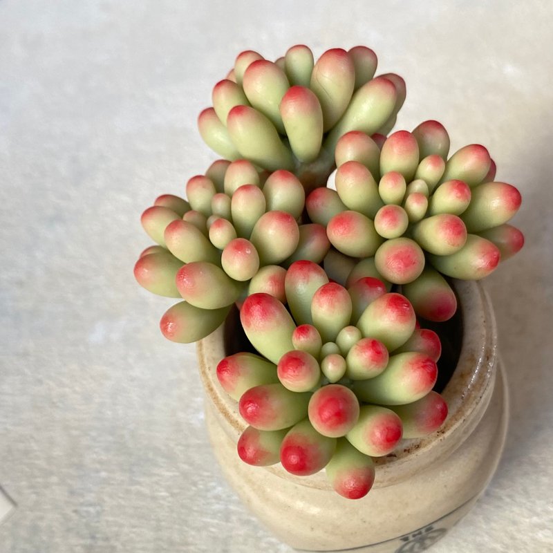 粘土多肉課程 Sedum 'Pachyphyllum'的製作方法 - 手工藝教學/工具書 - 其他材質 