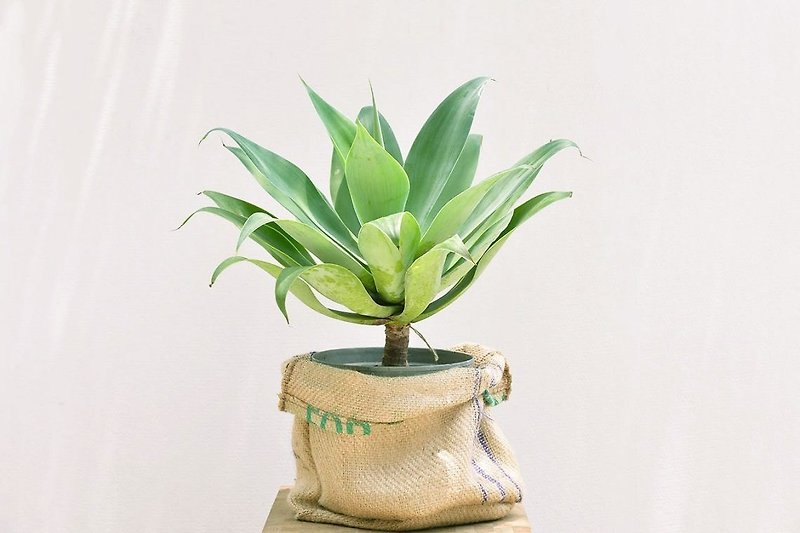 [Floor-type meat plant] agave + linen bag - ของวางตกแต่ง - ผ้าฝ้าย/ผ้าลินิน สีเขียว