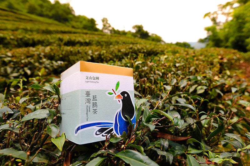[Taiwan Blue Tea] Wenshan Bag (10 tea with carry-on) - ชา - อาหารสด สีเขียว