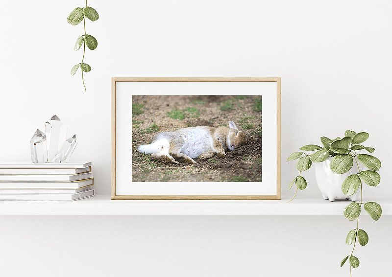 ウサギの写真ジークレー作品 - Sweet Dream - ポスター・絵 - 紙 カーキ
