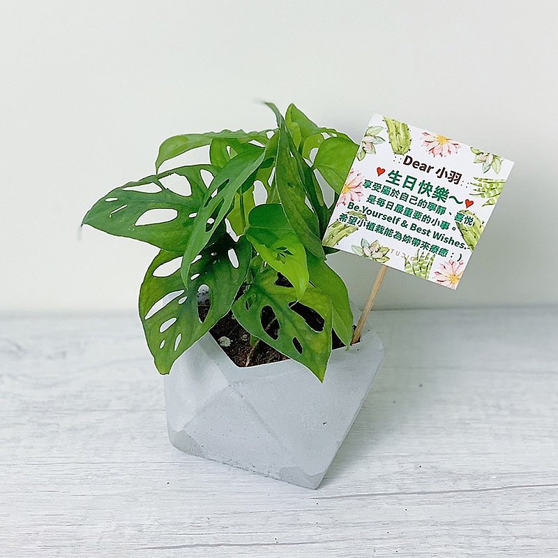 【Super Popular Indoor Ornamental Plants】Dongdong Philodendron Window Hole Turtle Back Taro Potted Plant @JU - Plants - Cement Gray