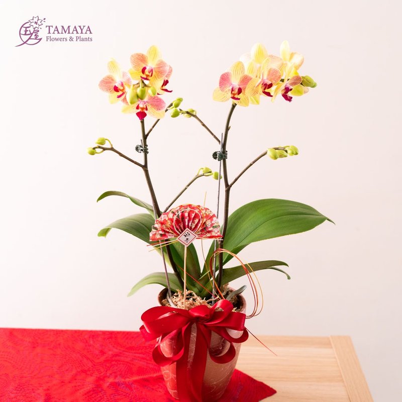 [New Year Style] Tricolor Phalaenopsis | Single Plant - Plants - Plants & Flowers Yellow