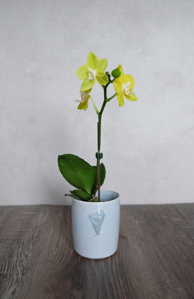 小さな蘭の花瓶 - 花瓶・植木鉢 - 陶器 ブルー