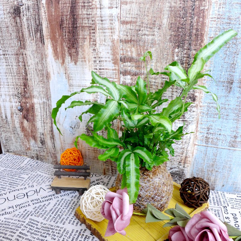 Handmade by Qianqi / Fern Series Moss Ball-White Jade Pteris - Plants - Plants & Flowers Multicolor