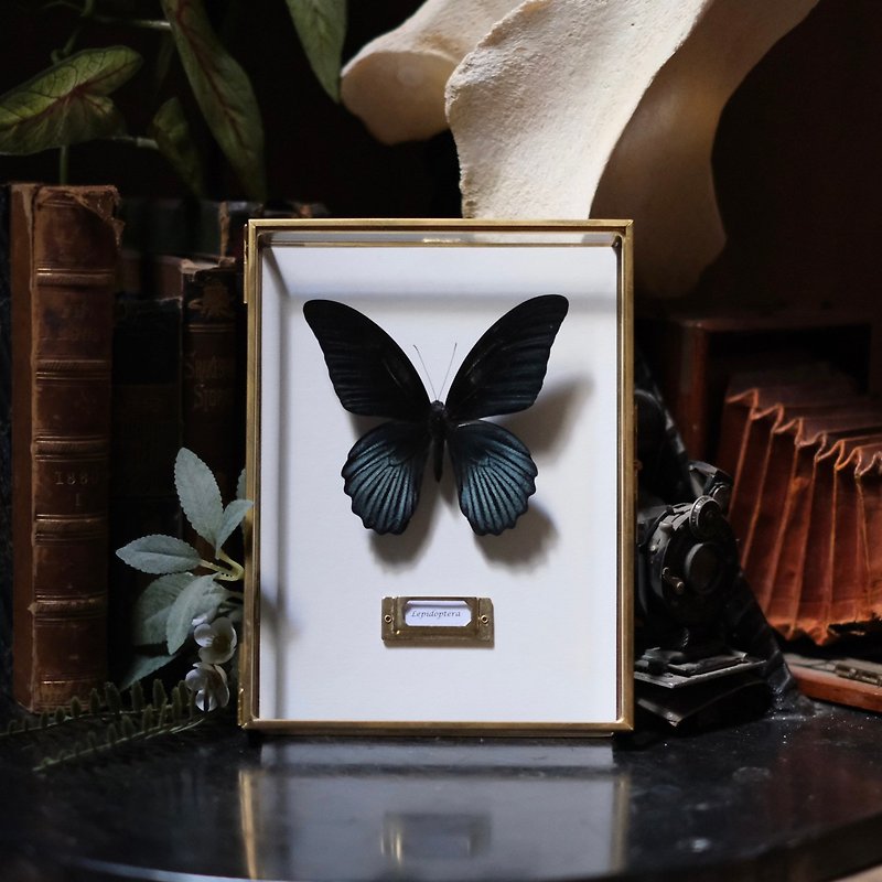 Gentleman's Character∣Beautiful Swallowtail Butterfly_Butterfly Specimen - Picture Frames - Glass Multicolor
