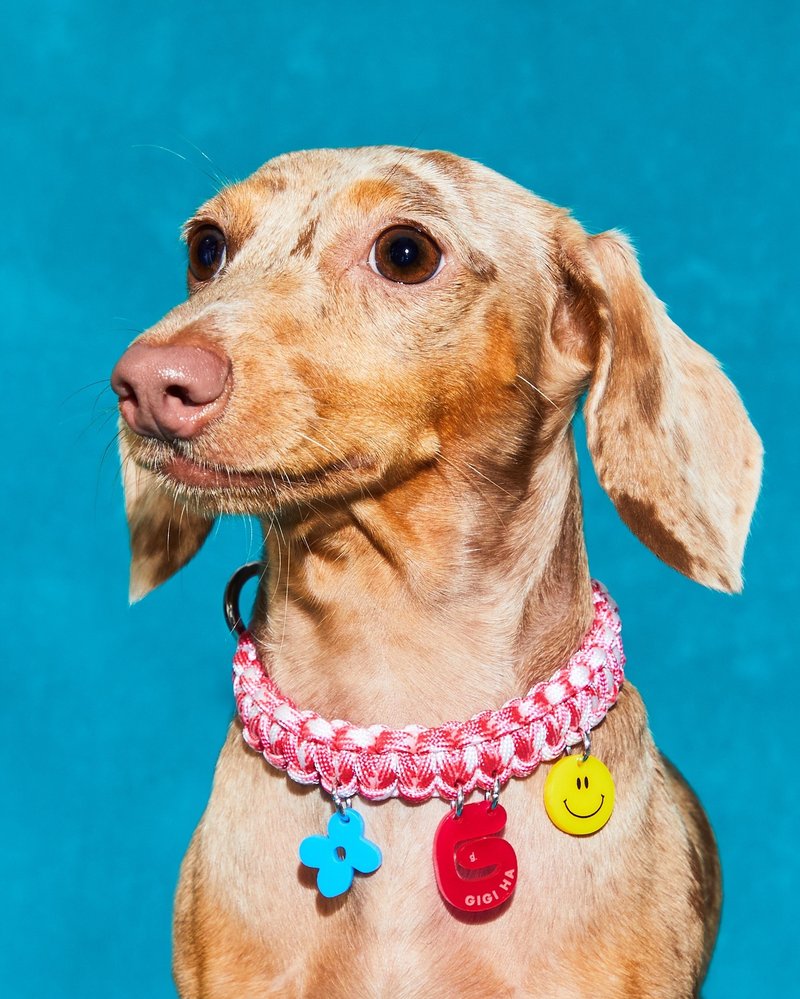 SQUIGGLES (KAKIGORI COLOR) - TAILOR MADE COLLAR FOR DOGS / CATS - 項圈/牽繩 - 聚酯纖維 多色