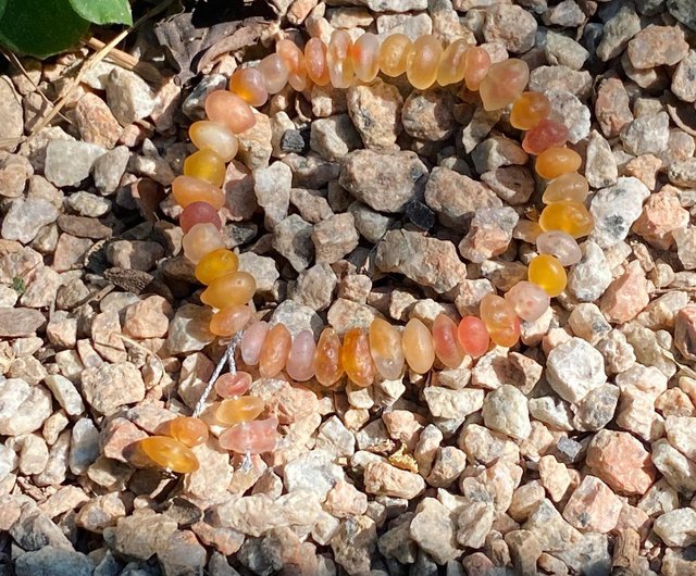 遺失物】天然石ゴビハニー瑪瑙キャンディーハートビーンブレスレット