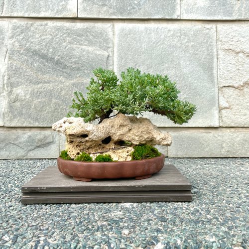 野趣小品盆栽 Rustic Charm Bonsai 小品盆栽-珍珠柏