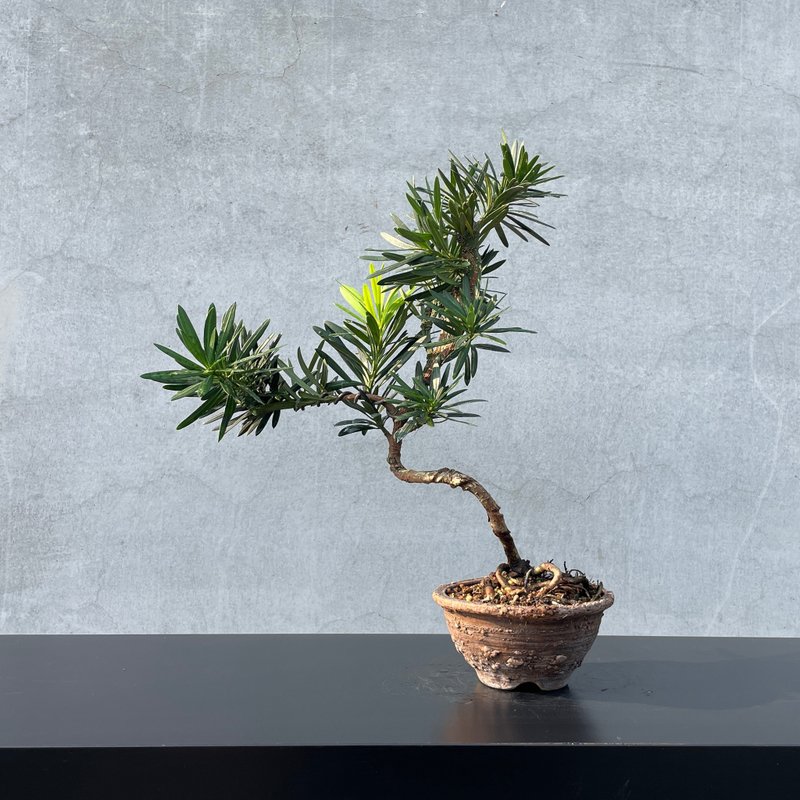 小品盆栽-綴化羅漢松 盆景 稀有 - 盆栽/植栽 - 植物．花 