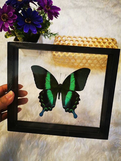 cococollection Butterfly PaPilio Blumei Taxidermy Insect Home Decor Double Glass Black Frame
