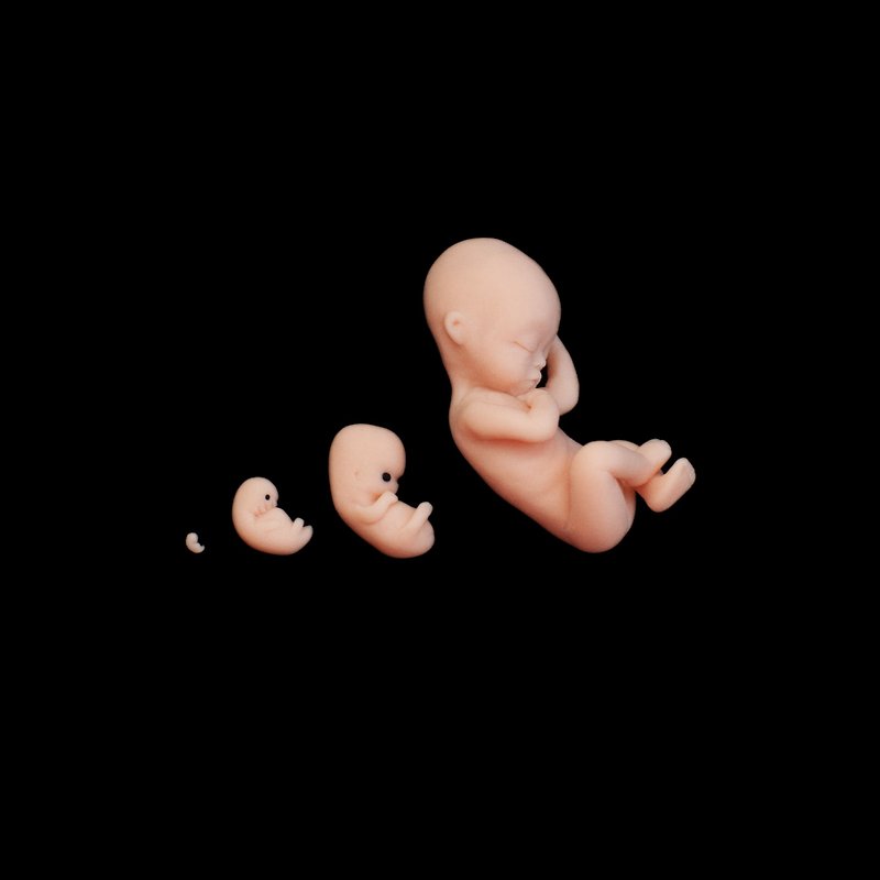 Set of 4 pcs, 1st trimester of pregnancy, figurines of intrauterine embryos, - 公仔模型 - 其他材質 