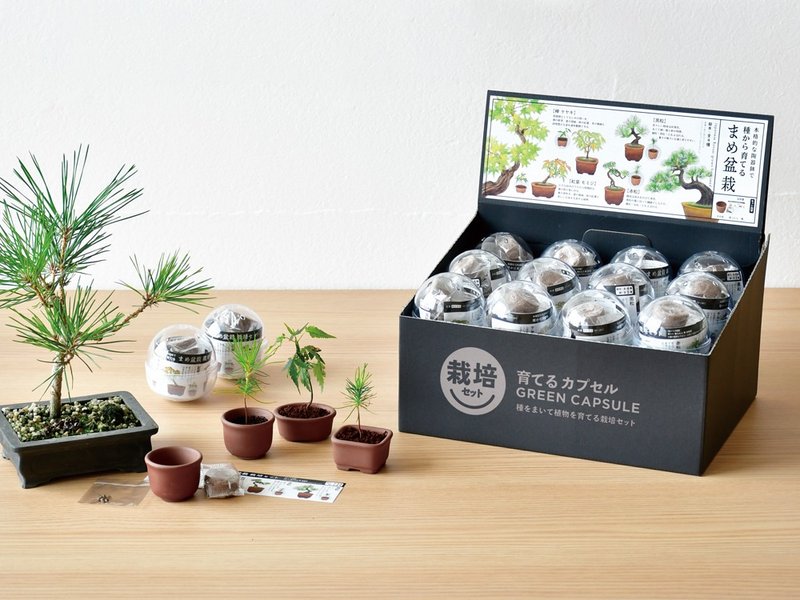 SeiShin 種植扭蛋 微型盆景 | (4種隨機款式) | 家居辦公室盆栽 - 盆栽/植栽 - 植物．花 