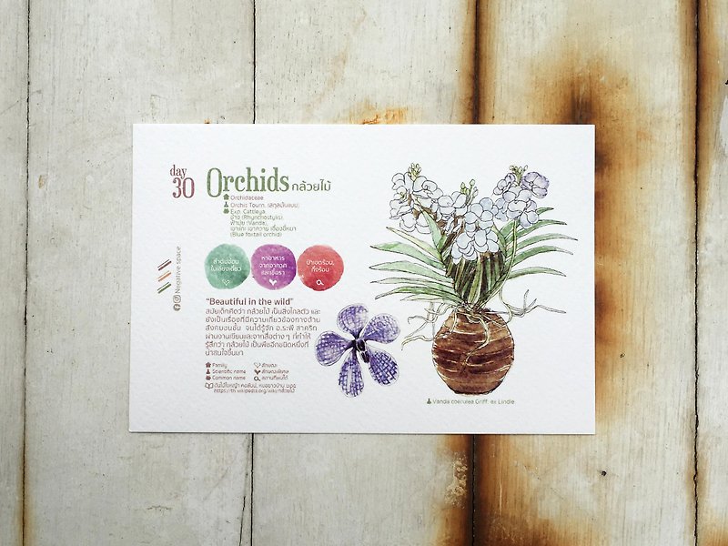 Local flowers postcard - day 30 orchids in vase - การ์ด/โปสการ์ด - กระดาษ 