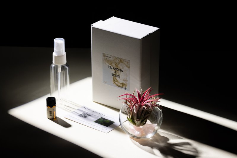 【新年情人節生日禮物】+卡 香味空氣草 Tilandsia & Scent - 盆栽/植栽 - 玻璃 透明