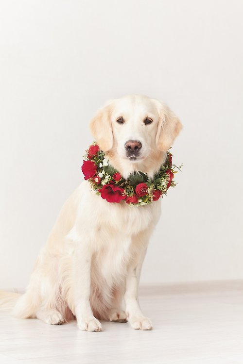 Flower garland for wedding dog Wedding floral wreath for bridesmaid dog. Flower collar pet for photoshoot