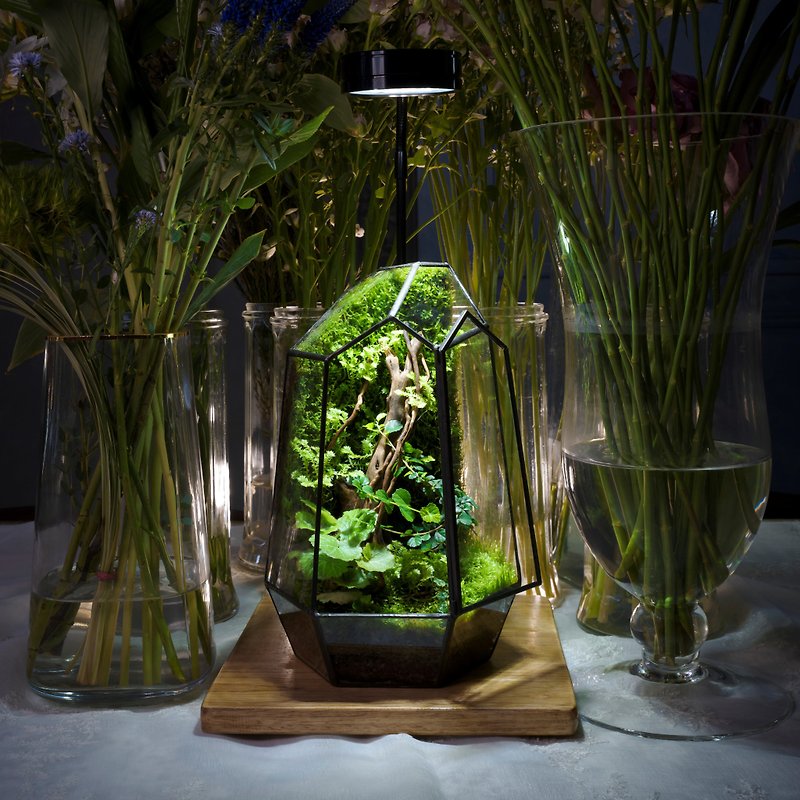 幾何学式生態タンク | 植物ライト付きで手入れが簡単な屋内植栽ギフト - 観葉植物 - 寄せ植え・花 