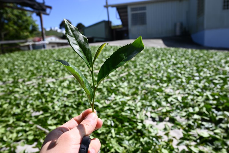 樟樹湖烏龍茶－台灣阿里山高山春茶1斤(附精美環保提袋) - 茶葉/茶包/水果茶 - 其他材質 
