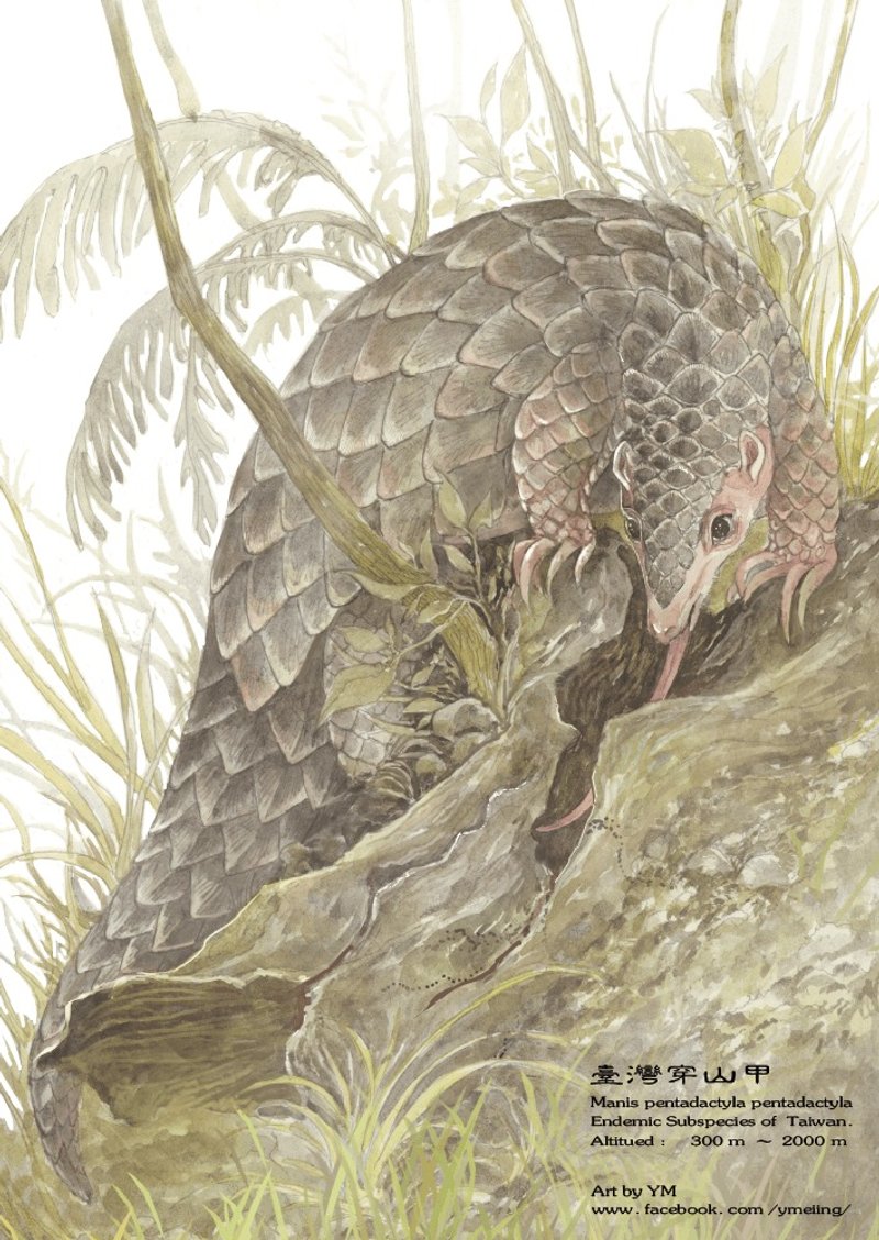 【手繪-電子檔】寵物 動物 驚喜包大插畫 動物插畫 似顏繪 - 電子似顏繪/繪畫/插畫 - 其他材質 