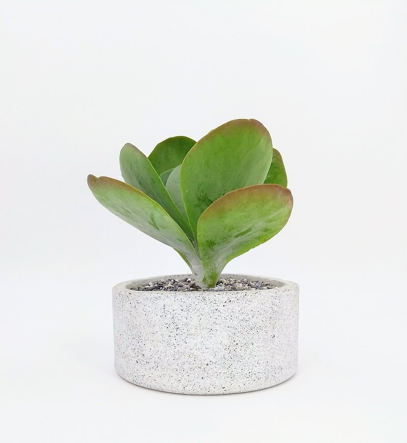 [Shallow round pot] Cement flower/ Cement potted plant/ Cement planting (plants not included) - Plants - Cement White