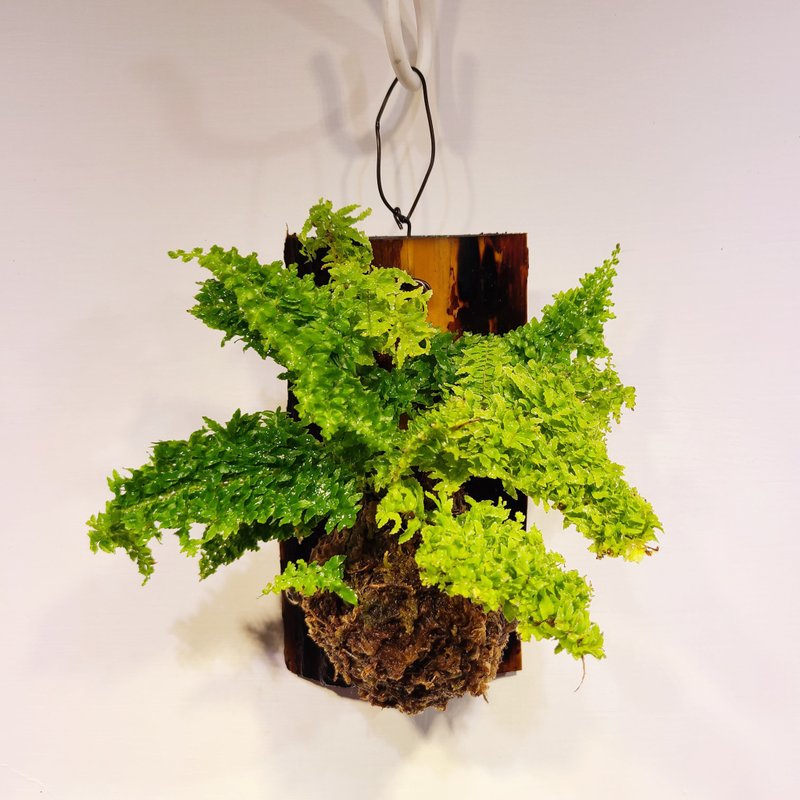 蕾絲蕨 上板 壁掛 - 植栽/盆栽 - 植物．花 綠色