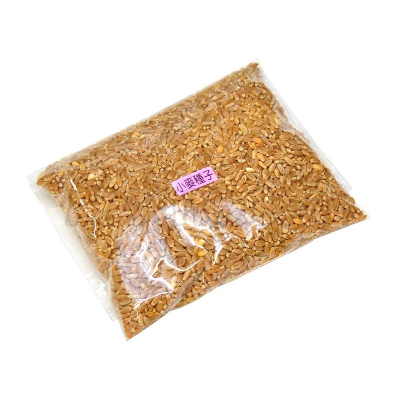 【MOMOCAT】小麥貓草種子 250g - 其他 - 植物．花 