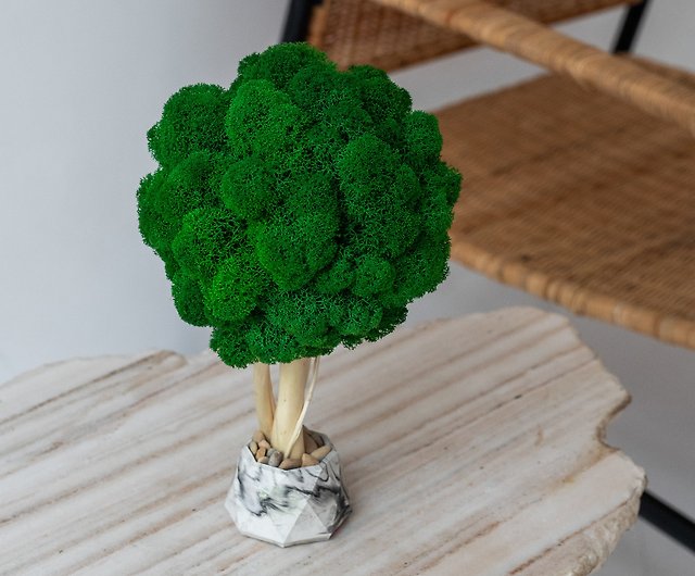 Moss tree, green decor, reindeer moss, decor for table, home decor - Shop  GreenDecor Plants - Pinkoi