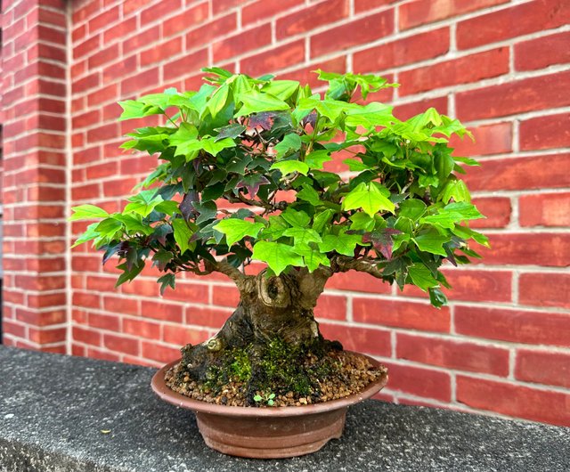 8月限定】紅葉 もみじ 紅葉盆栽 もみじ盆栽 楓 カエデ 盤根 8月限定】