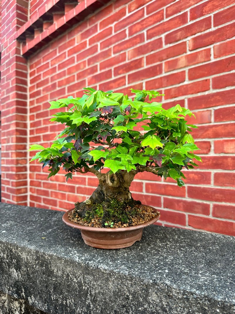中品盆栽・日本宮樣楓・ミヤサマカエデ - 盆栽/植栽 - 植物．花 