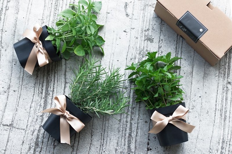 Lime Basil/Ocean Mist Rosemary/Netherland Spearmint-Tea Herb Combo (3 Pots) - Plants - Plants & Flowers Green